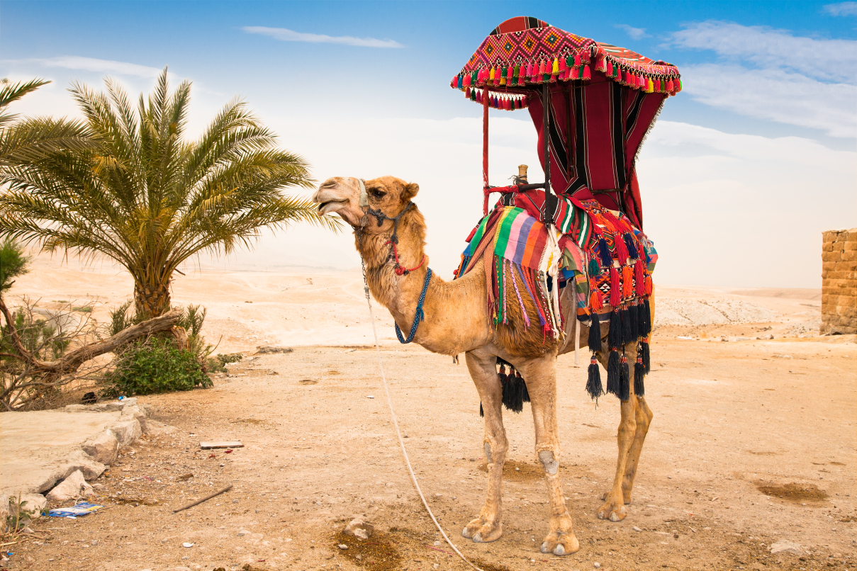  a camel of a Bedouin man in the Judean Desert, Palestine, Israel.