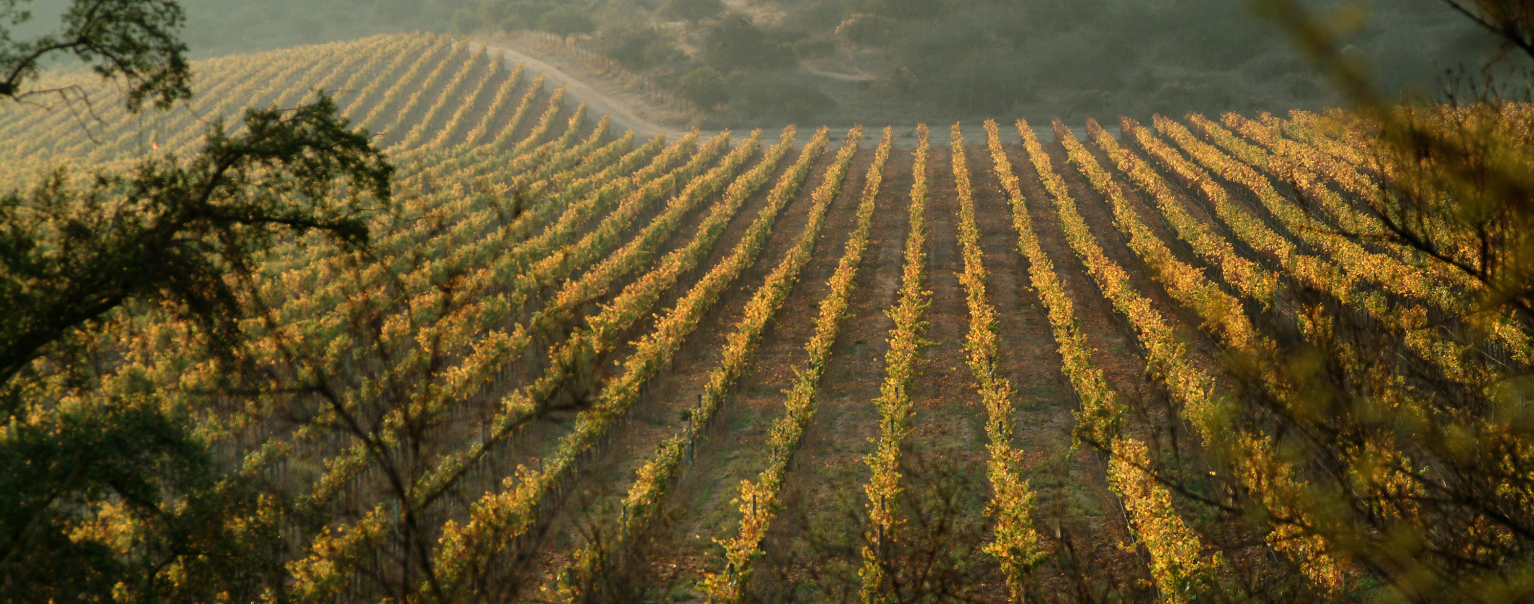 Vineyards