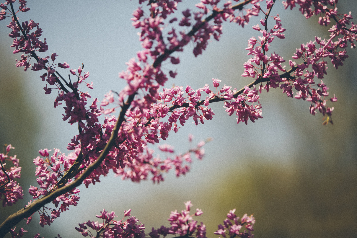 Spring Blossoms