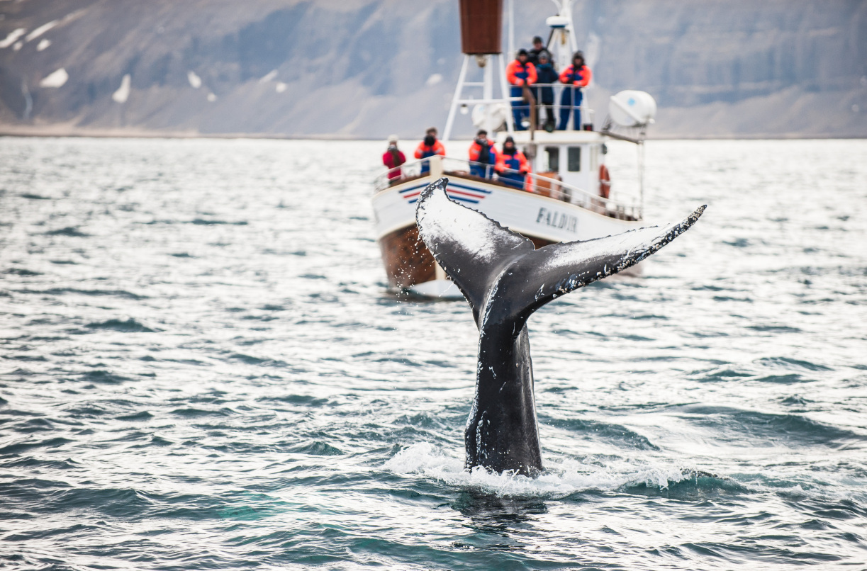 Whale Watching Experience 