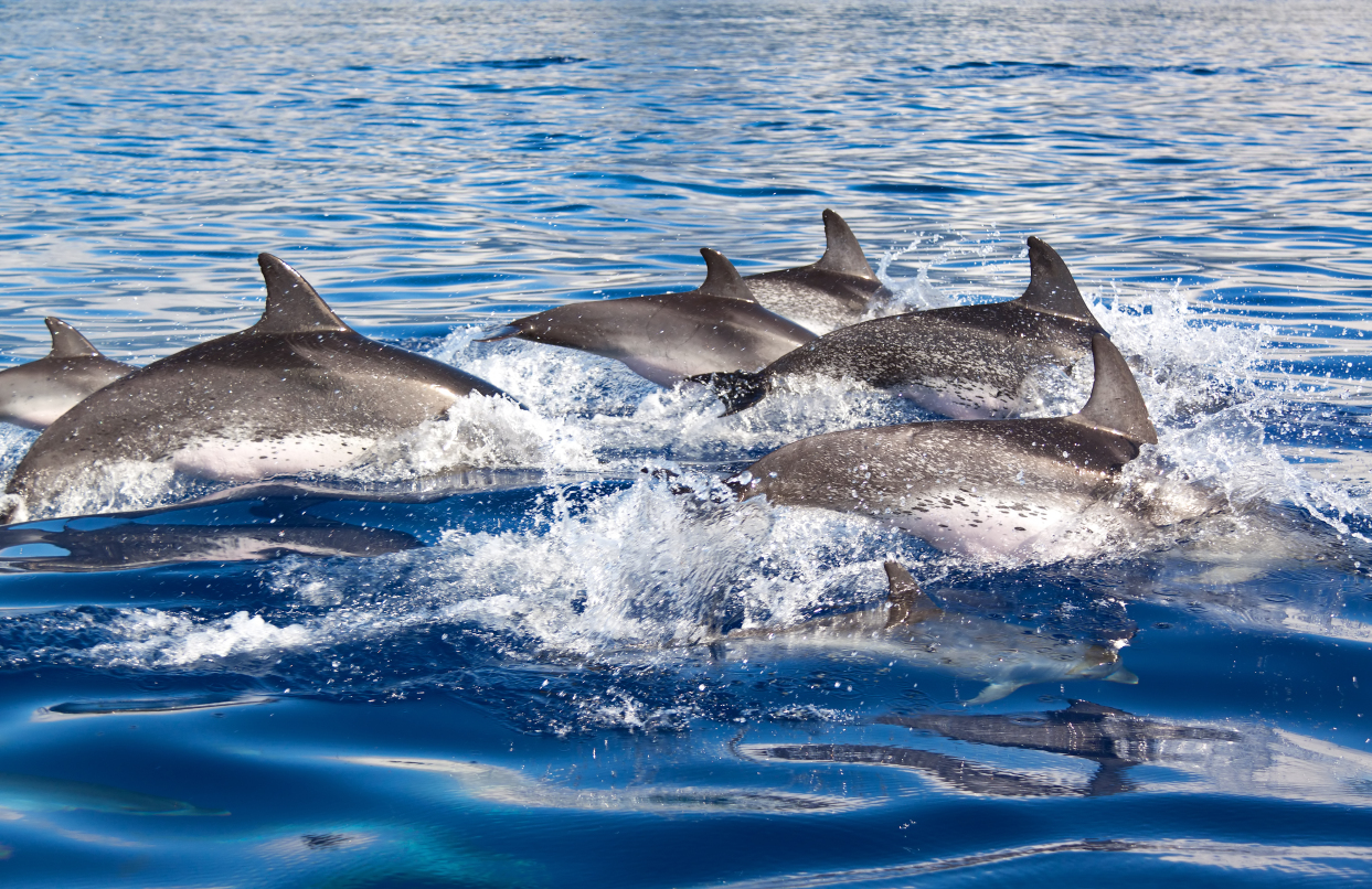 Dolphin watching