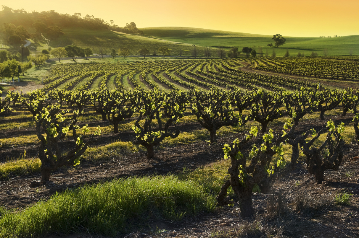 Barossa Valley vineyard, Australia