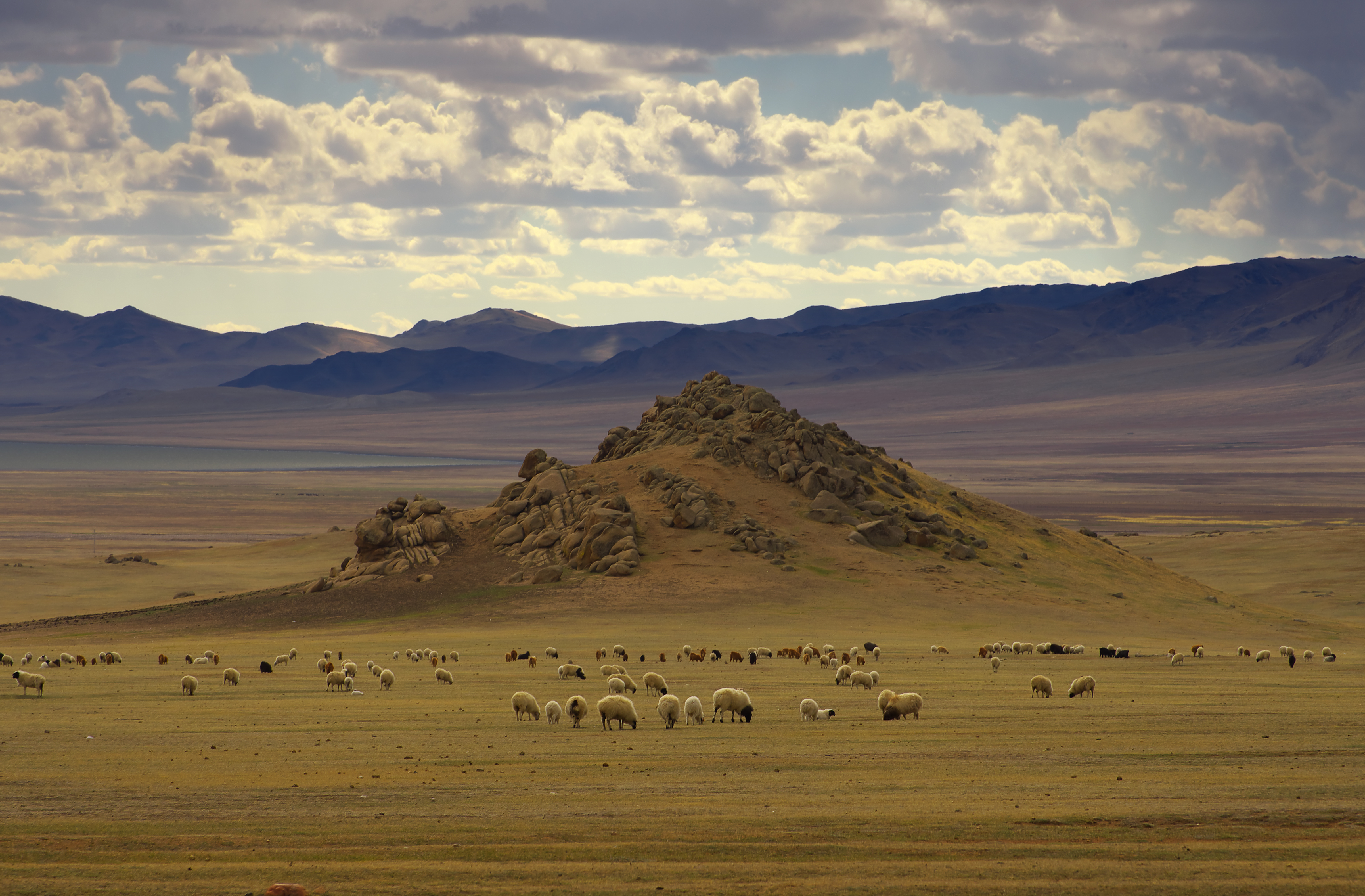 Поля Монголии