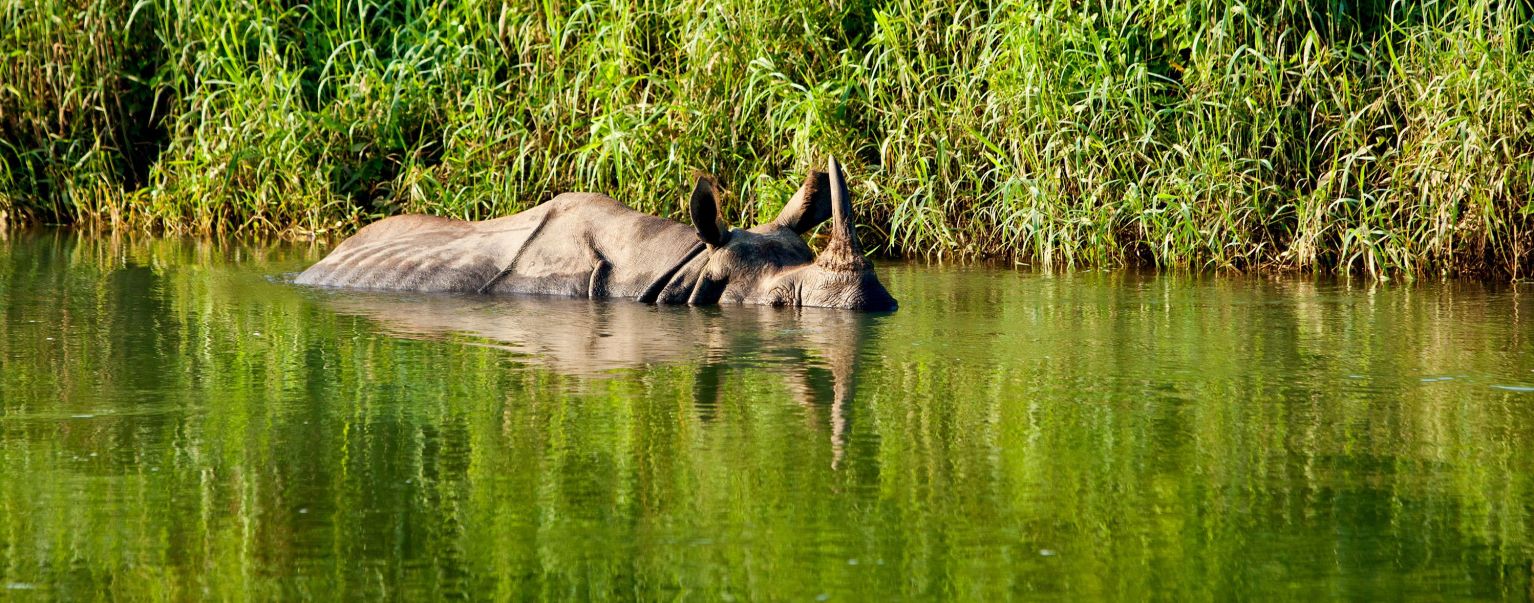 Chitwan Jungle Safari in Nepal