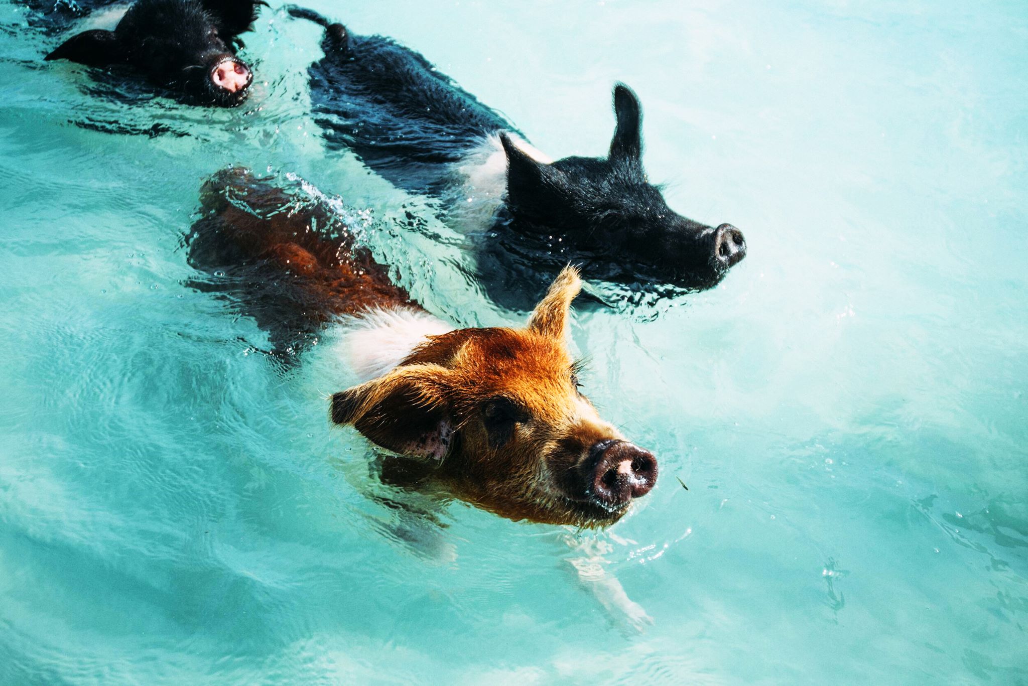 swim with pigs