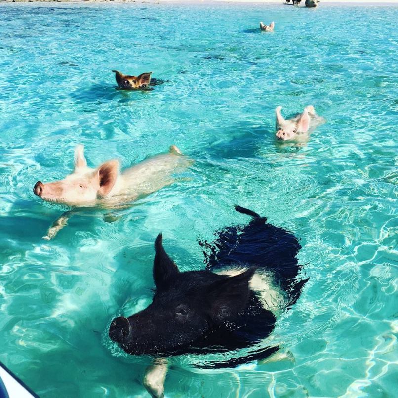 swimming with pigs