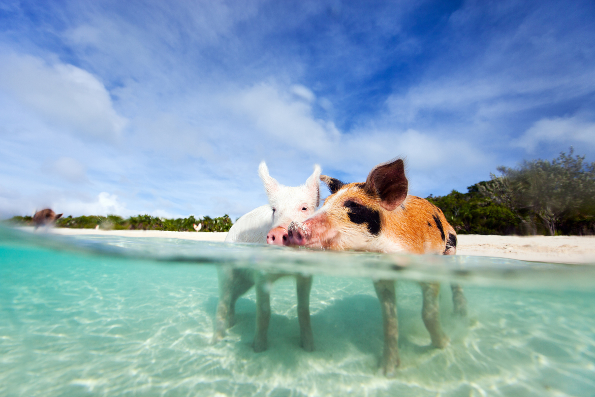 unique exuma swimming experience bahamas