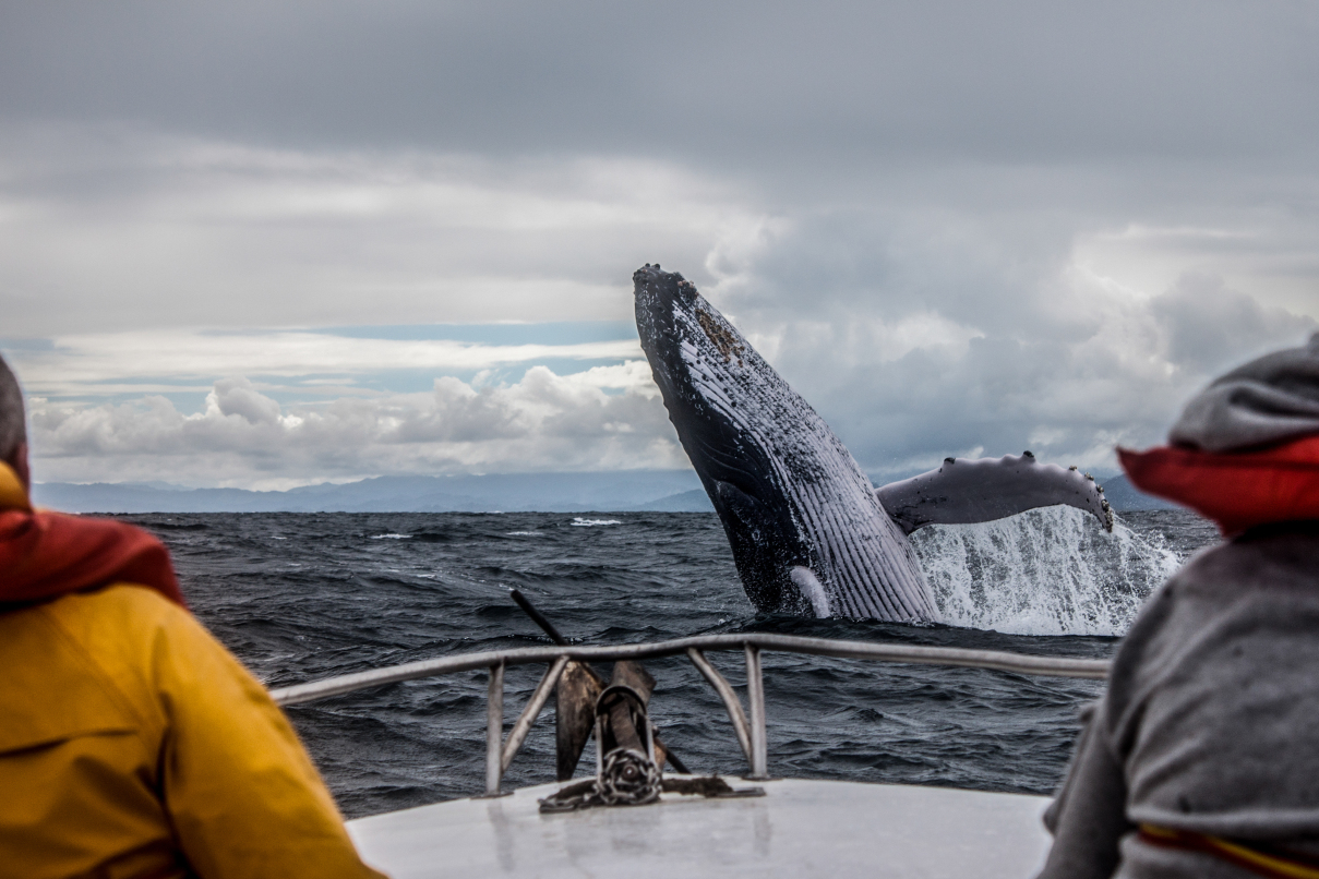 Arctic Whale Watching