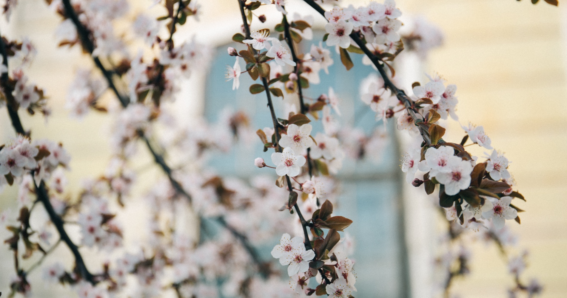 cherry blossom