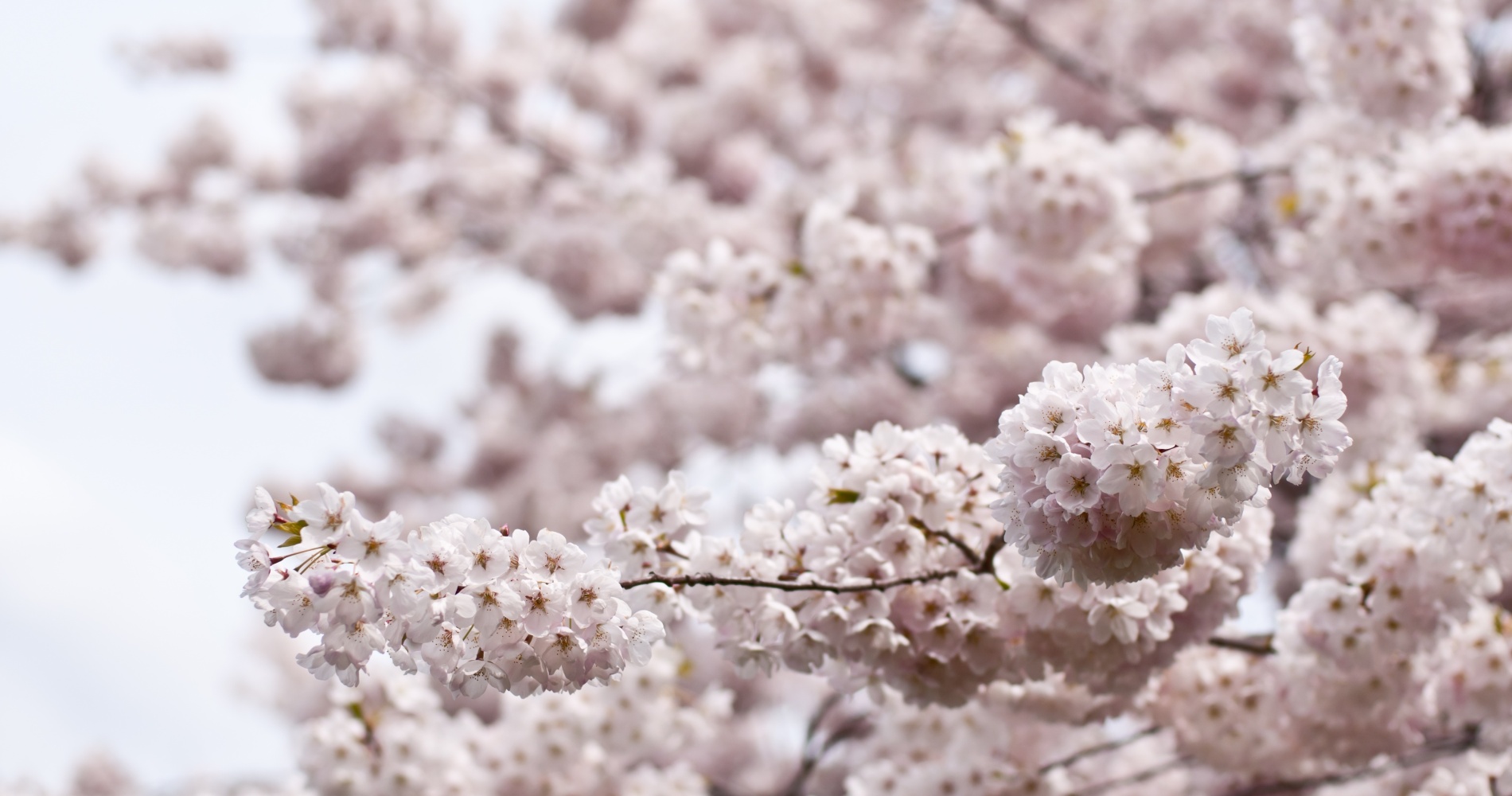 cherry blossom