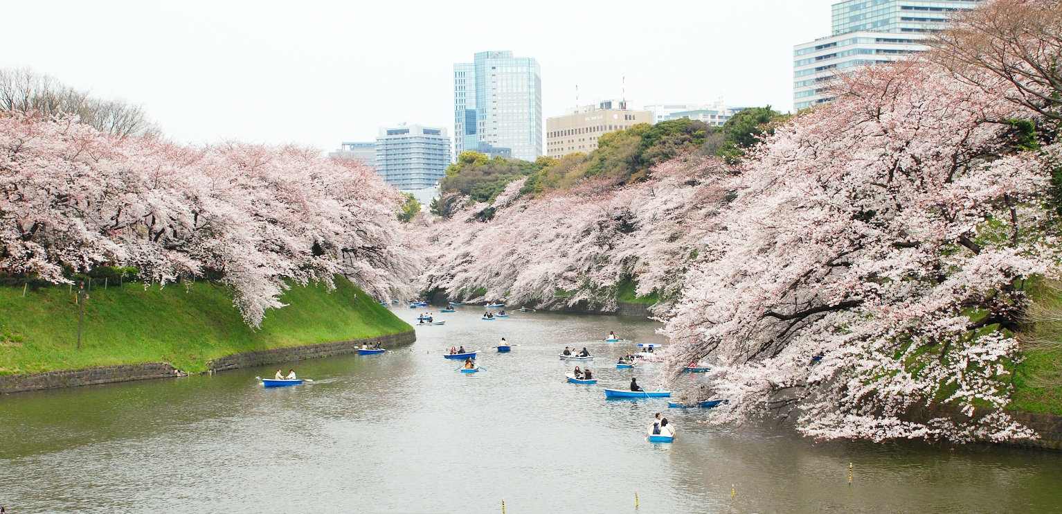 Where And When To Catch The Cherry Blossoms In Japan - Tinggly