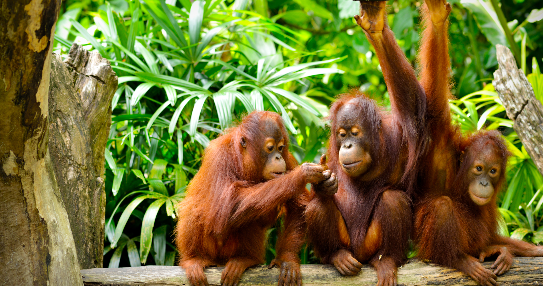 Hanging with Orangutans