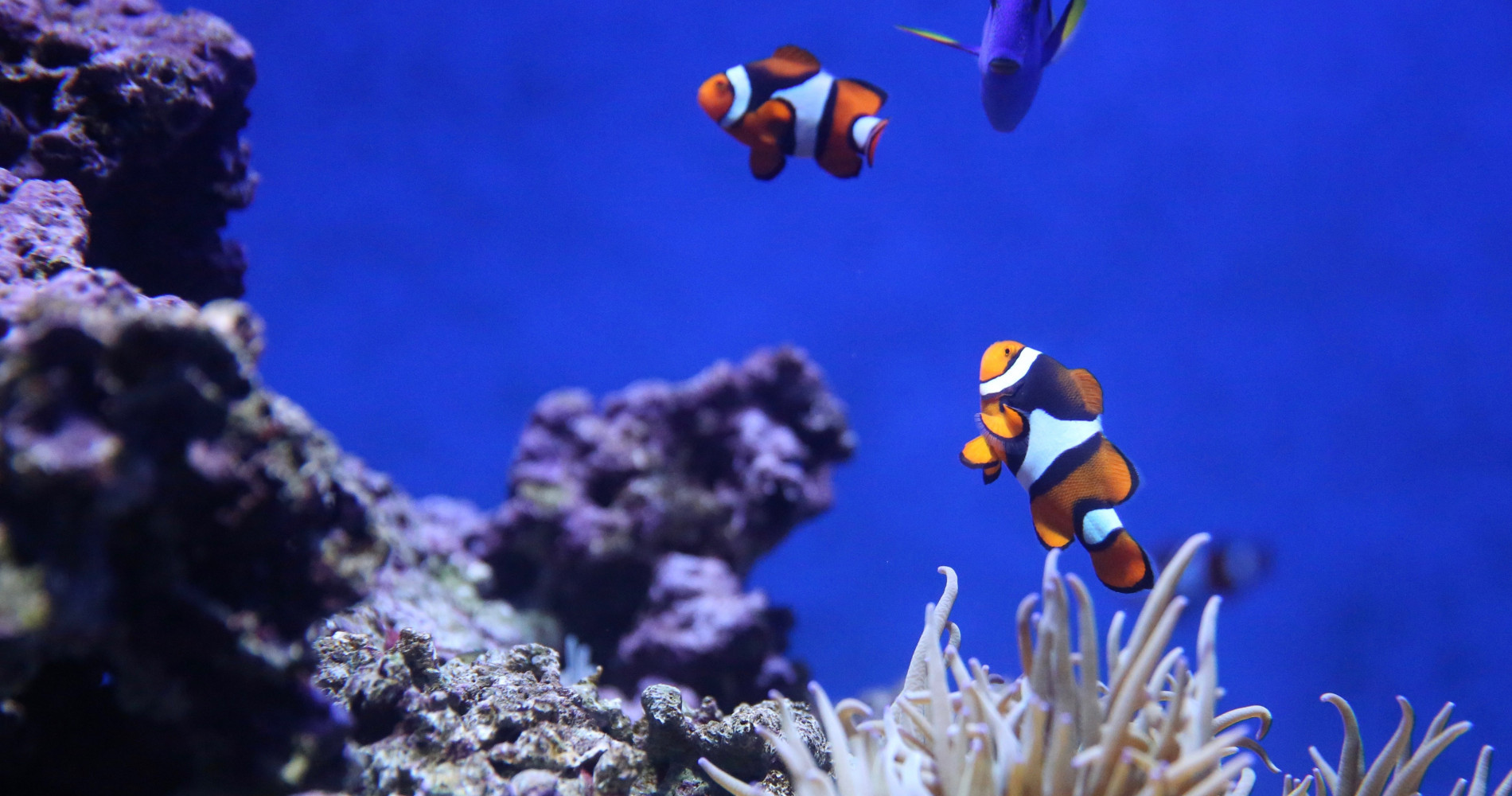 Diving the Great Barrier Reef