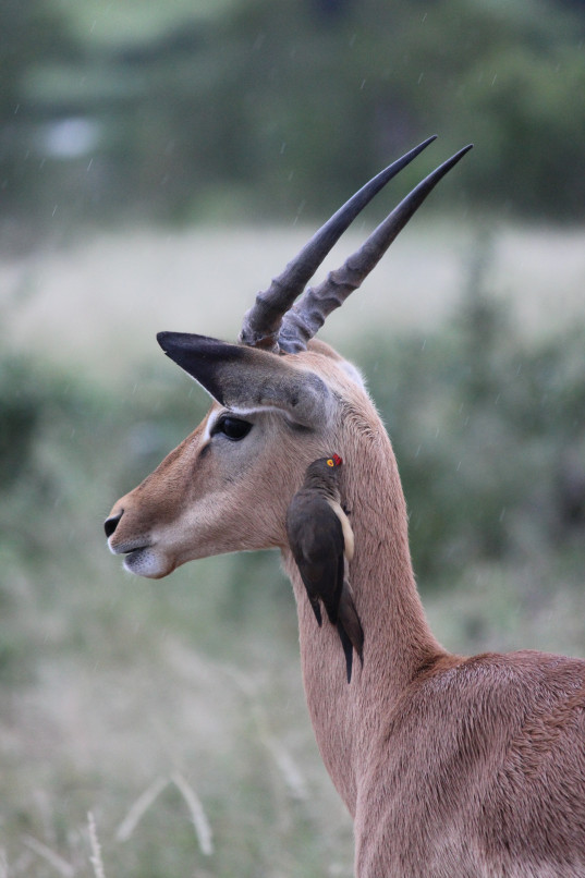 It’s a great season for birdwatching, but due to the rains