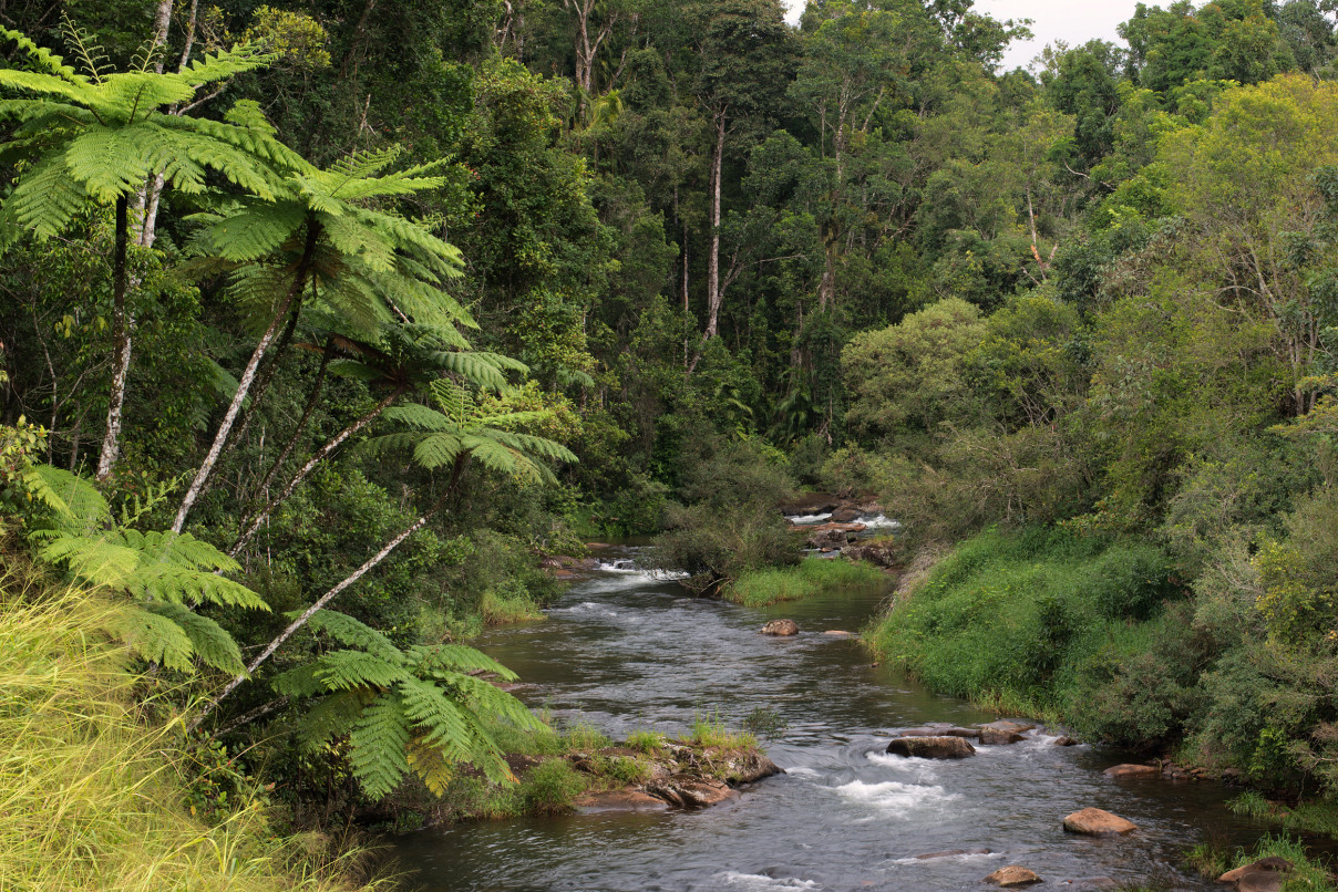 Trekking in the Atherton Tablelands