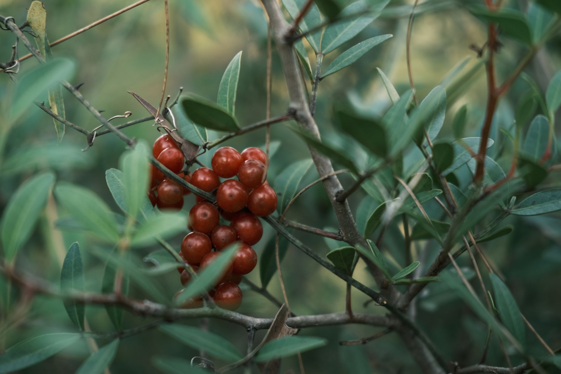 berries