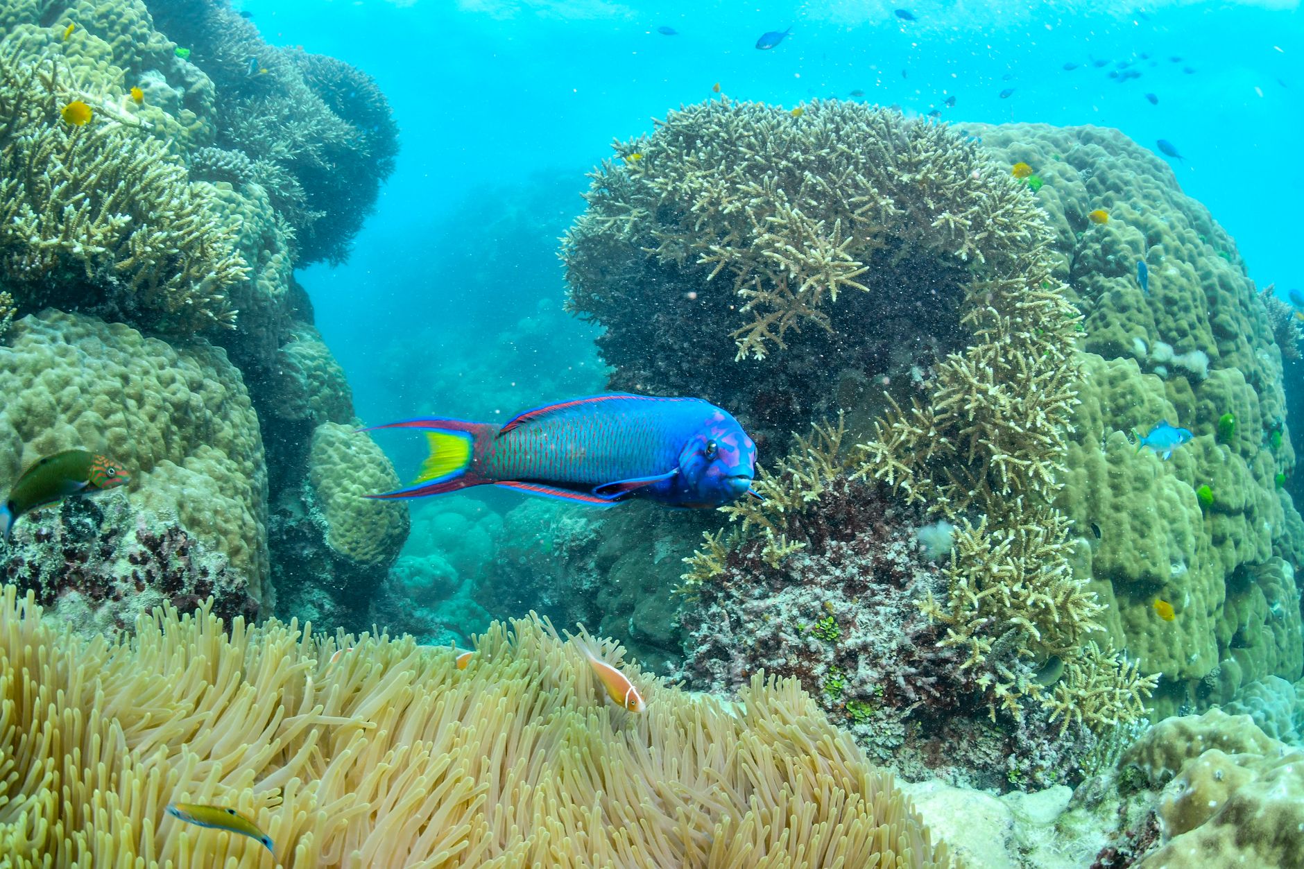 Diving the Great Barrier Reef