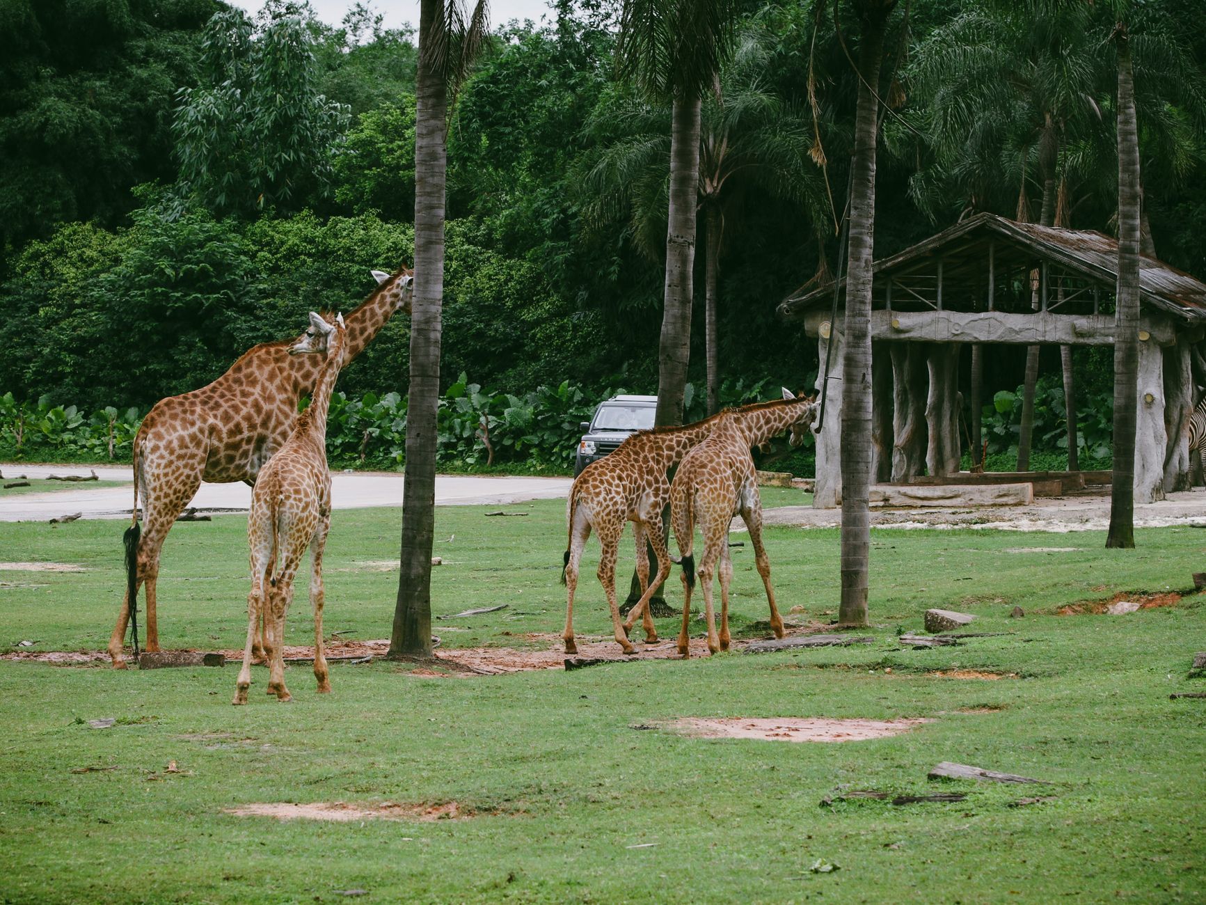 giraffe