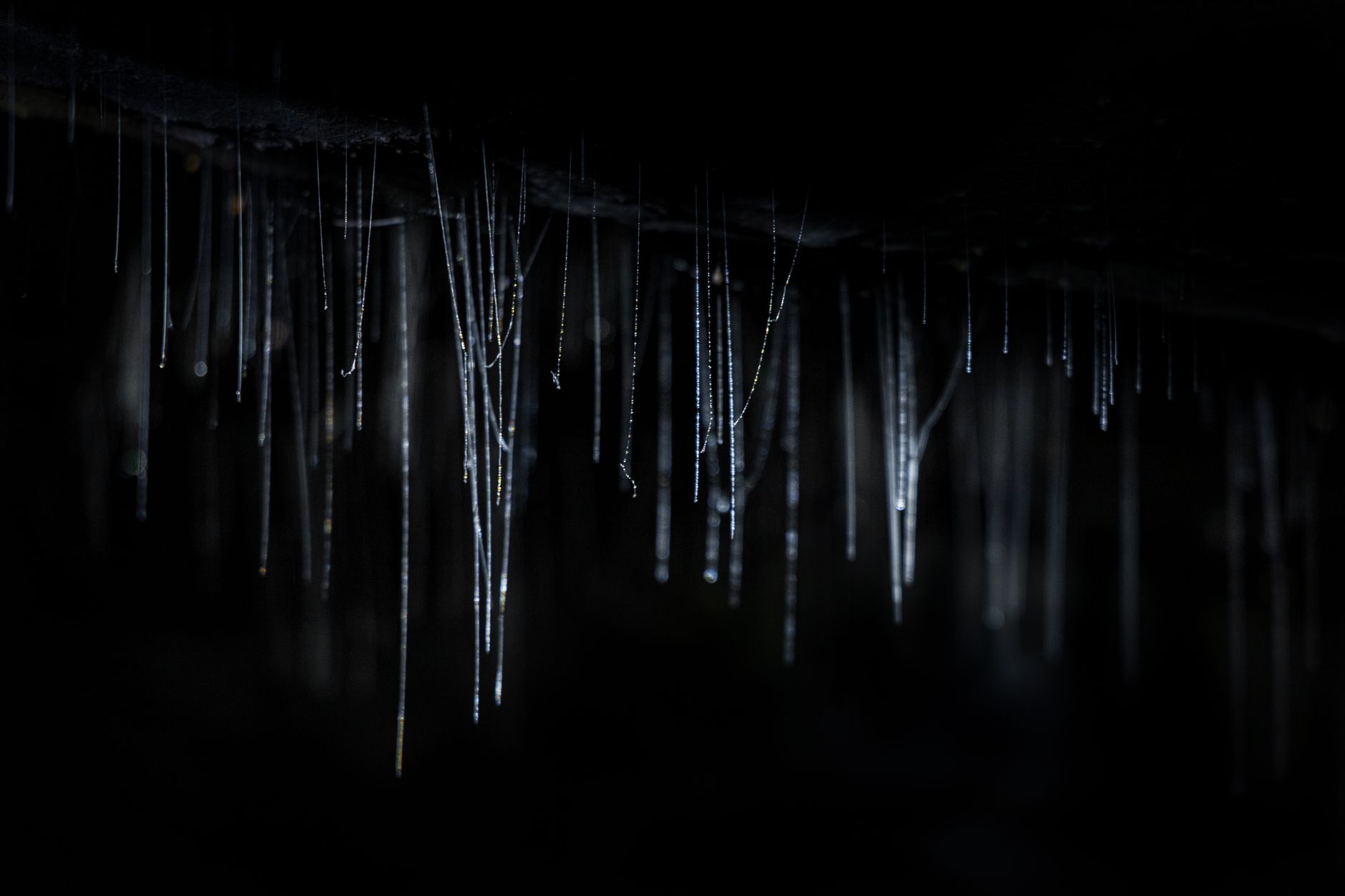 Glow Worm Caves in New Zealand