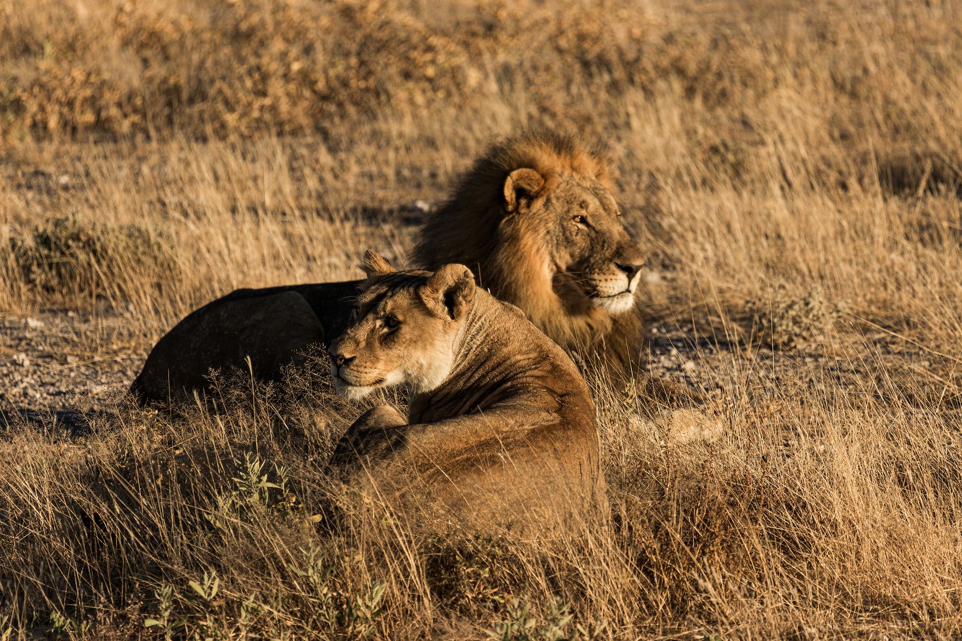 lion safari