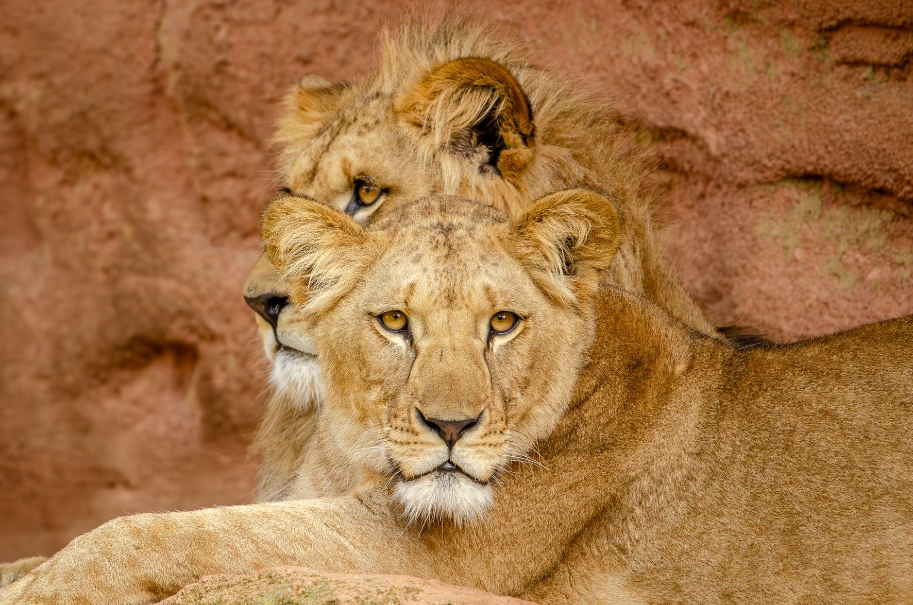 lions