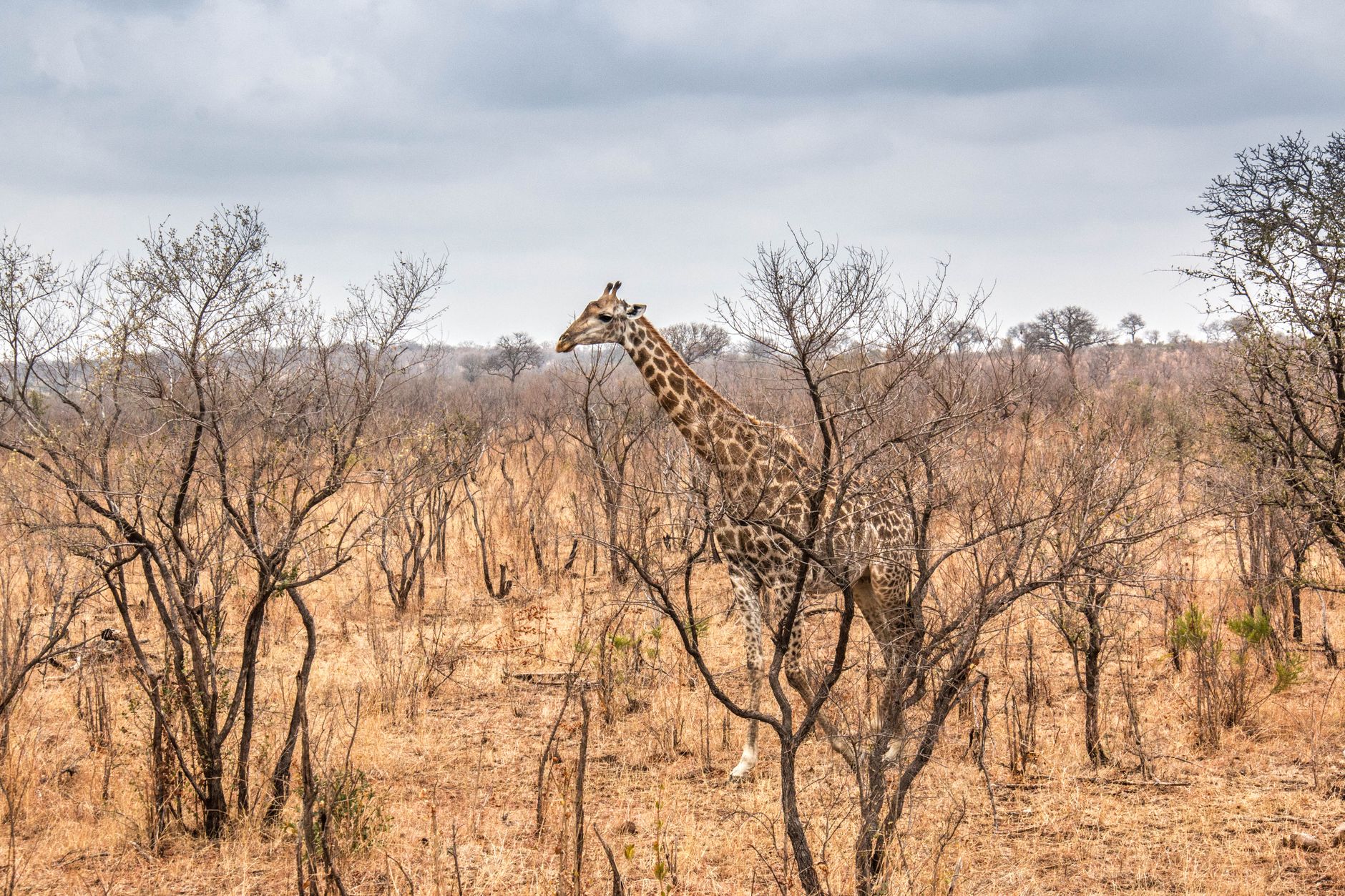 safari