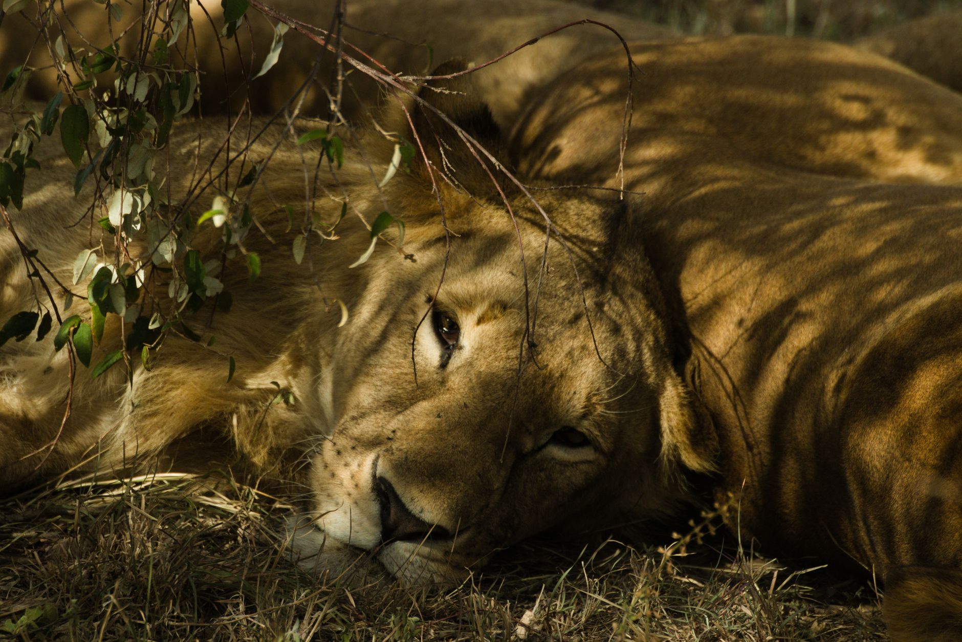 Safaris in Africa