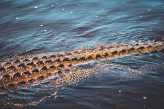 Close-up of an alligator submerged in water, highlighting its textured back in calm surroundings.