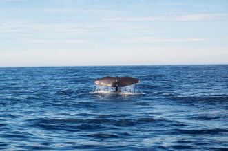 Picturesque view of humpback whale tail over blue sea water under clear sky in sunny weather