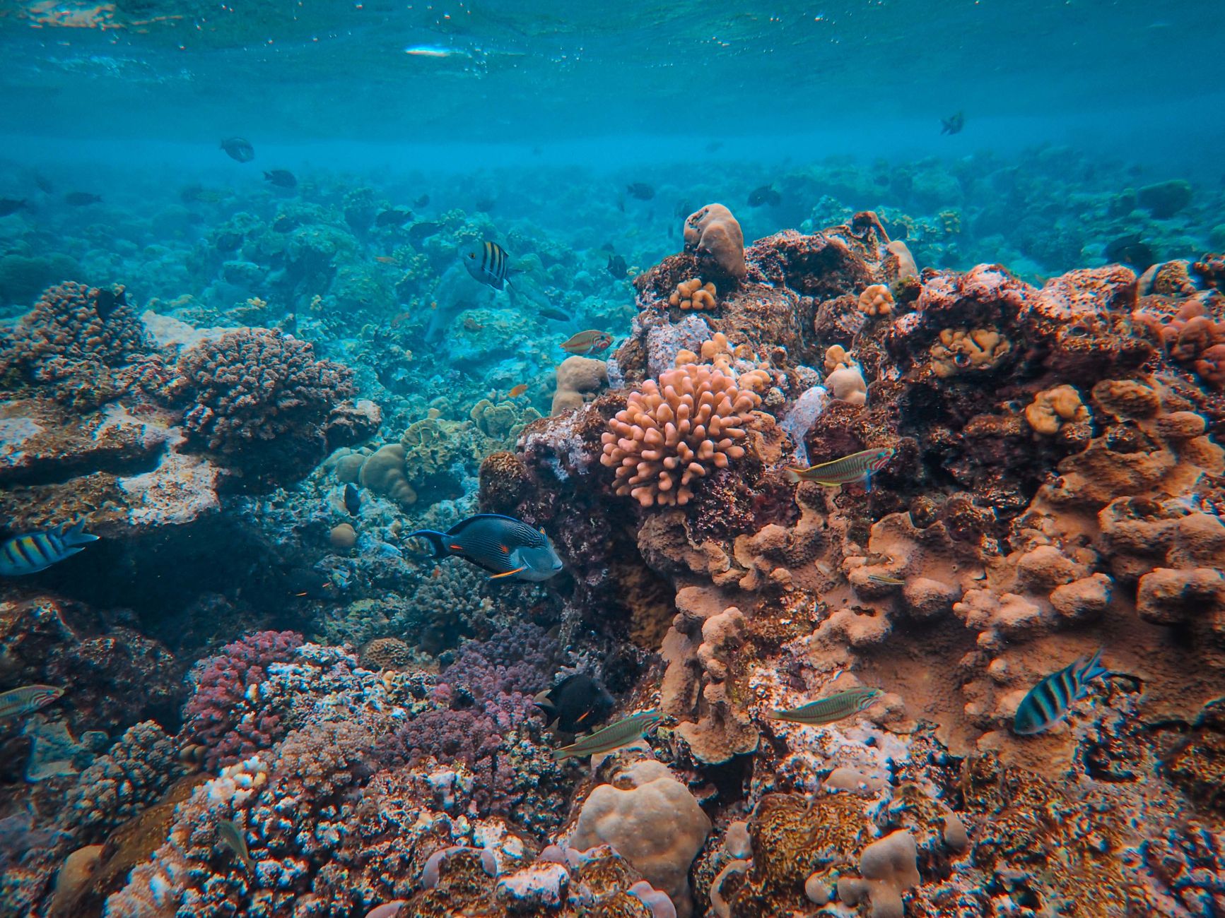 When to visit the Great Barrier Reef